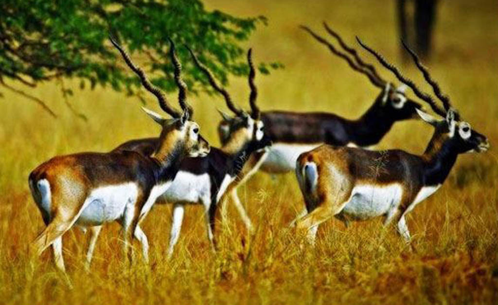 କୃଷ୍ଣସାର ମୃଗ – ଗଞ୍ଜାମର ଗୌରବ କୃଷ୍ଣସାର ମୃଗ