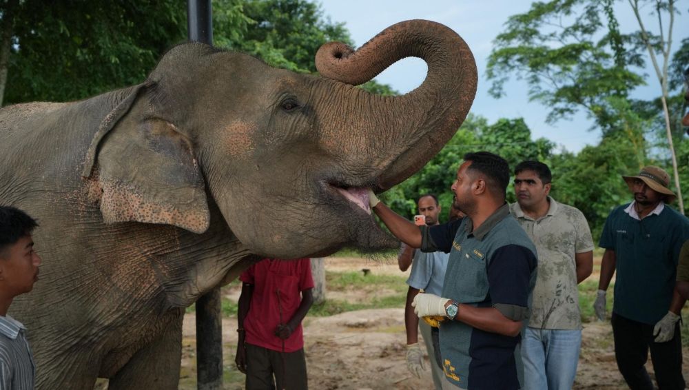 World Elephant Day: ବନତାରା ତରଫରୁ ରାଜସ୍ଥାନର ହାତୀ ଗାଁ ରେ ବୟସ୍କ ହାତୀଙ୍କ ଚିକିତ୍ସା World Elephant Day