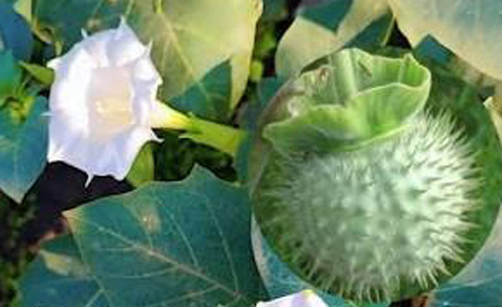 ଦୁଦୁରା ଫଳ ବିକ୍ରୟ ପାଇଁ କାର୍ଯ୍ୟାନୁଷ୍ଠାନ: ଆମାଜନ, ସ୍ୱିଗି ଏବଂ ବିଗବାସ୍କେଟର ଖାଦ୍ୟ ଲାଇସେନ୍ସ ରଦ୍ଦ ଦୁଦୁରା ଫଳ ବିକ୍ରୟ ପାଇଁ କାର୍ଯ୍ୟାନୁଷ୍ଠାନ: ଆମାଜନ, ସ୍ୱିଗି ଏବଂ ବିଗବାସ୍କେଟର ଖାଦ୍ୟ ଲାଇସେନ୍ସ ରଦ୍ଦ