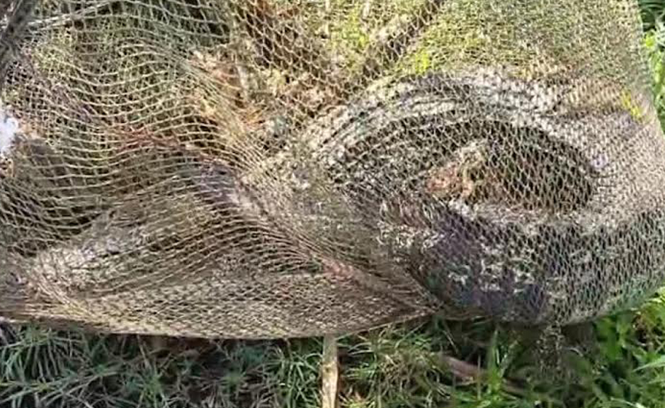 ମାଛ ଧରା ଜାଲରେ ଛନ୍ଦି ହେଲା କୁମ୍ଭୀର Crocodile gets entangled in a fishing net.