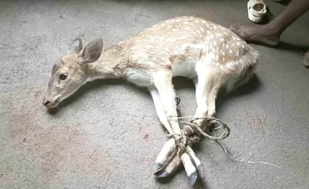 ଛେଳି ପଲ ସହ ଗାଁକୁ ଚାଲିଆସିଲା ହରିଣ ଛୁଆ Rescued fawn