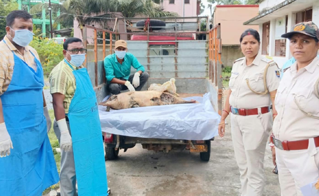 ତାଳପଦା ସମୁଦ୍ର କୂଳରୁ ମୃତ ଡଲଫିନ୍ ଉଦ୍ଧାର Dead dolphin recovered from Talpada beach.