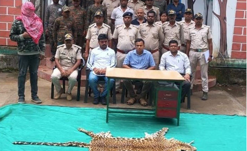 ଜୟପୁରରୁ କଲରାପତରିଆ ବାଘଛାଲ ଜବତ: ଡିଆରଆଇ ଚଢ଼ାଉରେ କାର୍ ସହ ଅଭିଯୁକ୍ତ ଗିରଫ