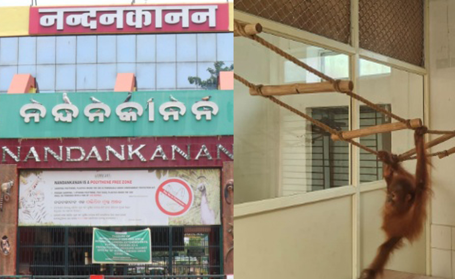 ନନ୍ଦନକାନନରେ ଓରାଙ୍ଗଉଟାନ୍ ଶାବକଙ୍କ ସ୍ୱାସ୍ଥ୍ୟ ସ୍ଥିର: ସିଝା ଗାଜର ଓ ବିନ୍ସ ଡାଏଟ୍ରେ ସାମିଲ ନନ୍ଦନକାନନରେ ଓରାଙ୍ଗଉଟାନ୍ ଶାବକଙ୍କ ସ୍ୱାସ୍ଥ୍ୟ ସ୍ଥିର: ସିଝା ଗାଜର ଓ ବିନ୍ସ ଡାଏଟ୍ରେ ସାମିଲ