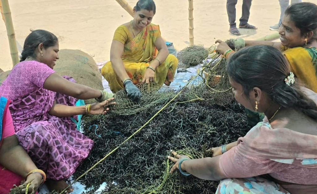 କରୈକଲ୍ର ମହିଳା ମତ୍ସ୍ୟଜୀବୀଙ୍କୁ ସ୍ୱାବଲମ୍ବୀ କରିଛି ସାମୁଦ୍ରିକ ଶୈବାଳ ଚାଷ Pilot Mariculture venture forges novel revenue streams under the Blue Economy