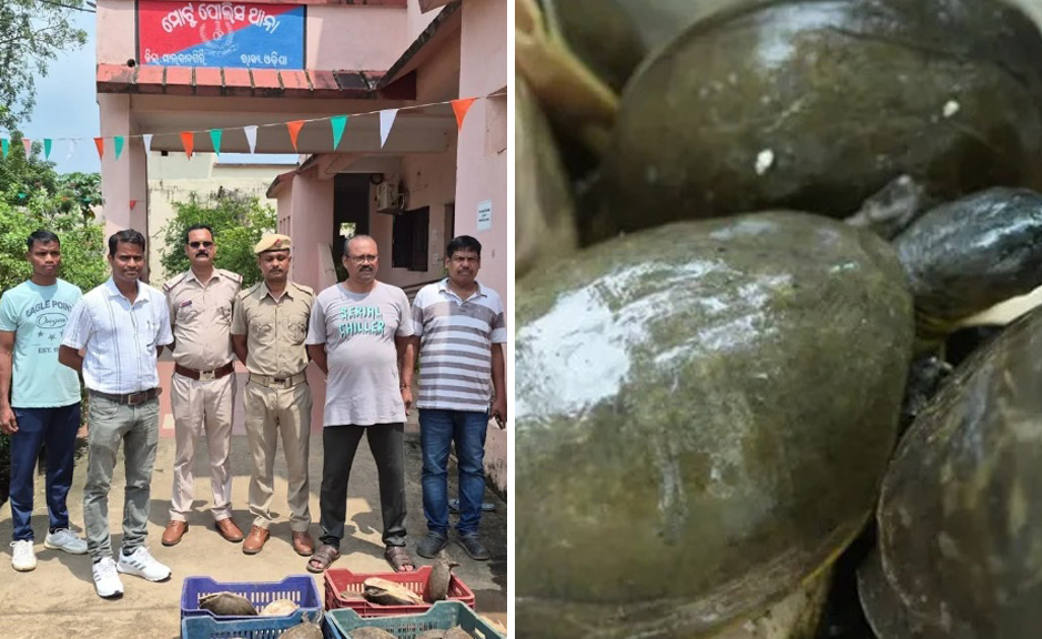 ୫୫ ଜୀବନ୍ତ କଇଁଛ ଉଦ୍ଧାର, ୪ ଗିରଫ 55 live turtles rescued, 4 arrested