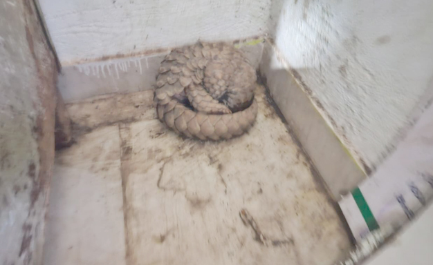 ବିରଳ ବଜ୍ରକାପ୍ତା ଉଦ୍ଧାର Rescued rare pangolin