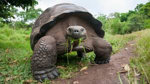 Giant tortoise thought to be extinct discovered in Galapagos