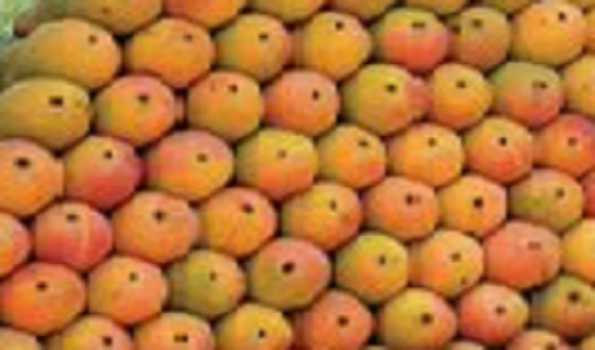 High yield of King of fruits Mango this year: Experts