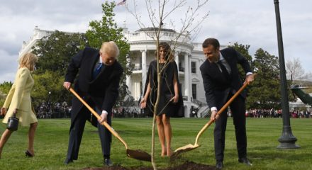 Tree planted to mark Trump-Macron friendship is dead, ending the 'charm offensive'