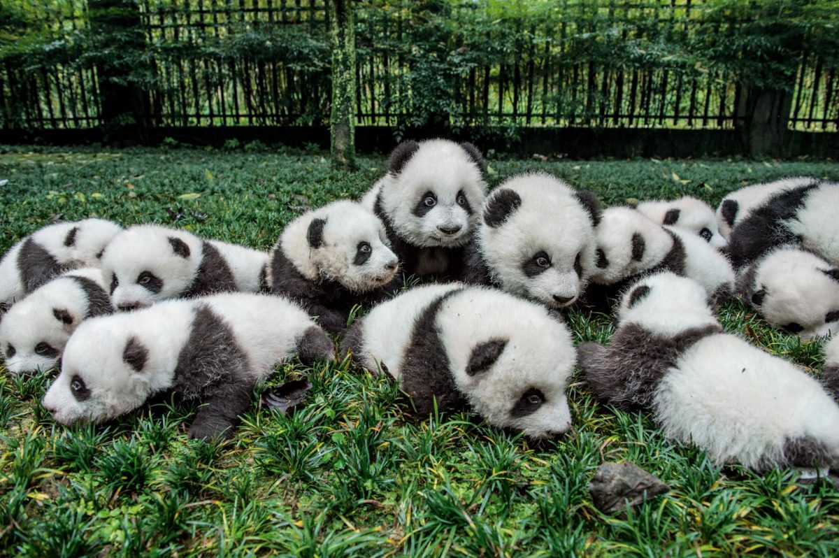 Uncovering Panda s Backstory On 150th Anniversary Of Scientific 