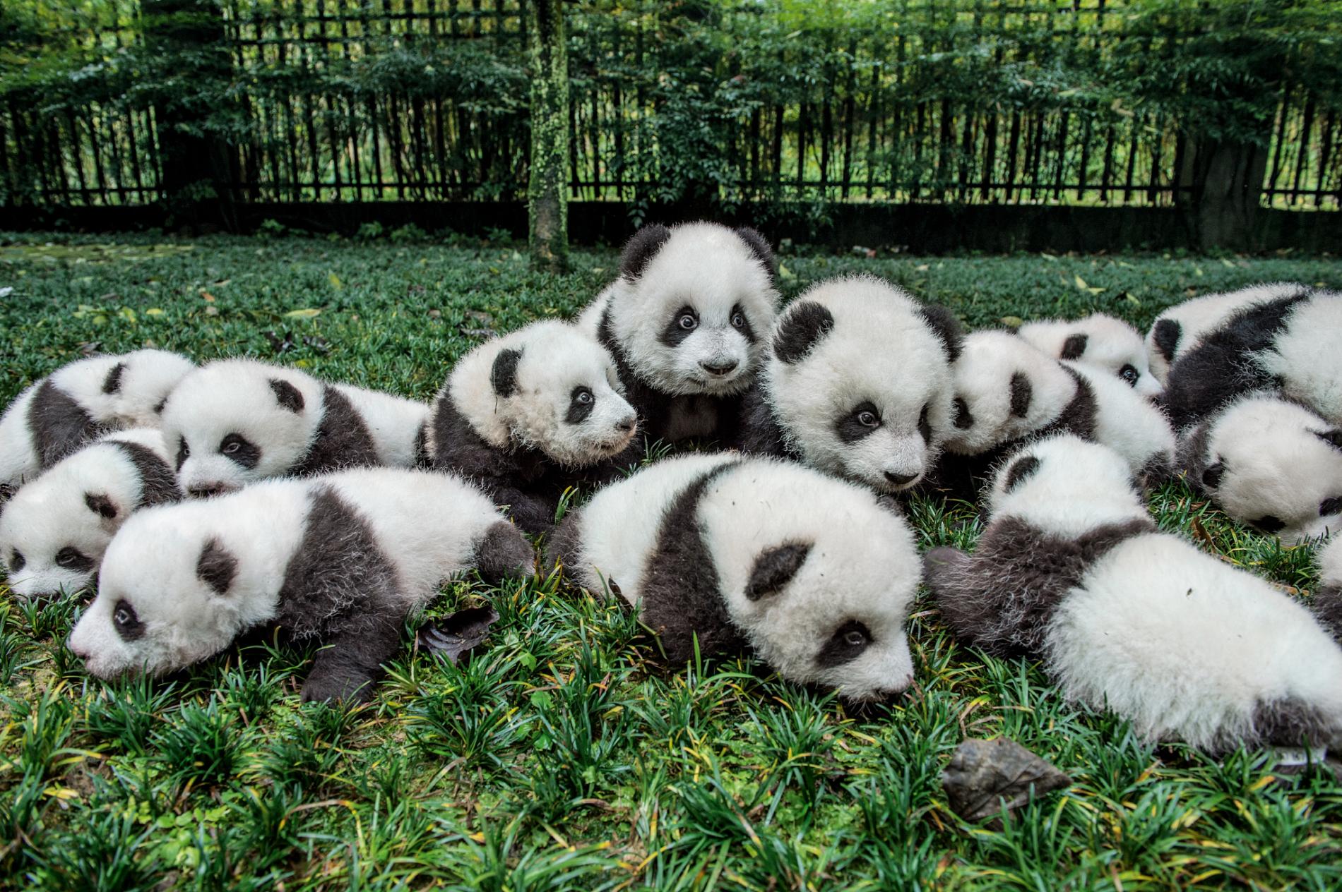 How Many Pandas Are In The Us 2024 List - Randi Carolynn