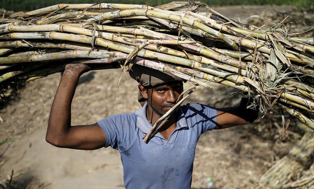 Cabinet approves sugarcane FRP at Rs 275 per quintal