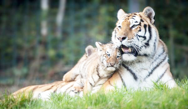 World Tigers Day, India celebrates, Odisha depressed over the stagnancy