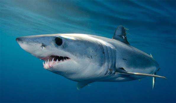 72 million Sharks killed annually for fin soup,