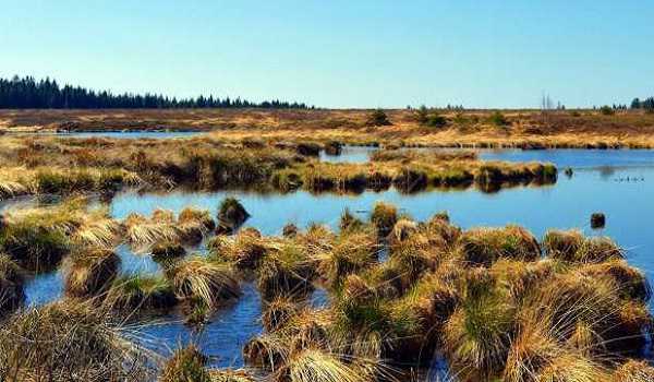 Taking the pulse of peatland carbon emissions could measure climate impact of development: Scientists