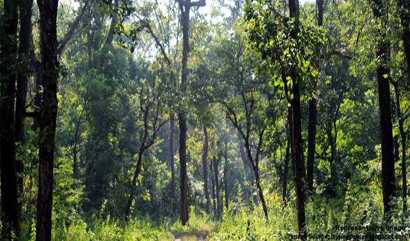 Bengal Govt creates tree cover of more than 5,000 hectares