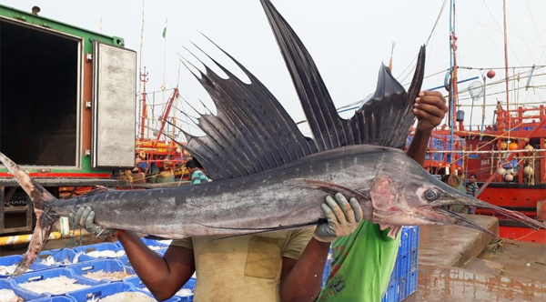 A rare sail fish caught by fisherman in Gahirmatha sanctuary