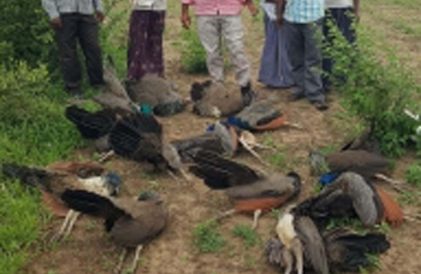 9 peacocks found dead in Rajasthan