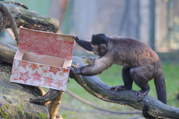 ZAGREB, Dec. 26, 2019 (Xinhua) -- A capuchin monkey looks into a Christmas gift package at Zagreb Zoo in Zagreb, capital of Croatia, on Dec. 26, 2019. (Tomislav Miletic/Pixsell via Xinhua/IANS)