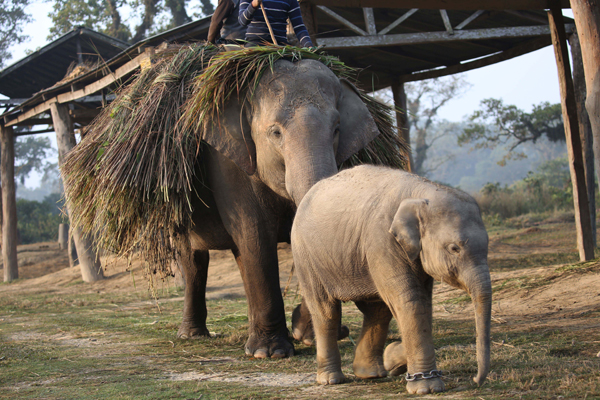 CHITWAN, Dec. 29, 2019 (Xinhua) -- A baby elephant returns with its mother after collecting grasses from jungle at an elephant breeding center in Sauraha, a tourism hub in southwest Nepal's Chitwan district, Dec. 29, 2019. The elephant breeding center at Chitwan National Park was set up to protect the endangered elephants in the region. (Photo by Sunil Sharma/Xinhua/IANS)
