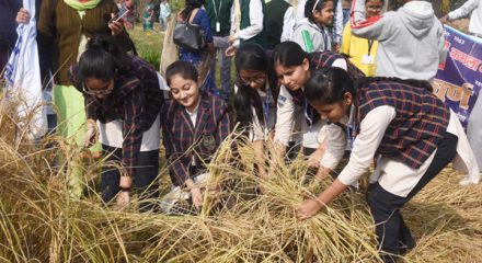 PATNA, DEC 4 (UNI):- School students cut the paddy during inaugurates the Dhan Katni Mahotsav at Tarumitra Ashram, in Patna on Wednesday. UNI PHOTO-61U
