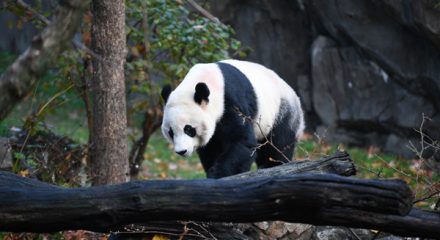 (191119) -- WASHINGTON, Nov. 19, 2019 (Xinhua) -- U.S.-born male giant panda Bei Bei is seen before his departure at the Smithsonian's National Zoo in Washington D.C., the United States, on Nov. 19, 2019. The 4-year-old giant panda Bei Bei, who was born and raised at the Smithsonian's National Zoo, departed for China on Tuesday. (Xinhua/Liu Jie)