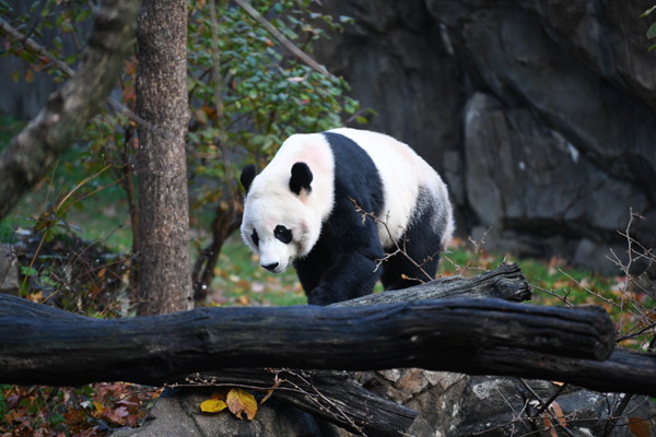 (191119) -- WASHINGTON, Nov. 19, 2019 (Xinhua) -- U.S.-born male giant panda Bei Bei is seen before his departure at the Smithsonian's National Zoo in Washington D.C., the United States, on Nov. 19, 2019. The 4-year-old giant panda Bei Bei, who was born and raised at the Smithsonian's National Zoo, departed for China on Tuesday. (Xinhua/Liu Jie)