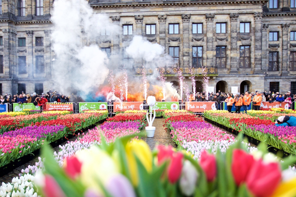 AMSTERDAM, Jan. 19, 2020 (Xinhua) -- Neatly arranged tulips are seen on the Netherlands' National Tulip Day in Amsterdam, the Netherlands, Jan. 18, 2020. Visitors pick their own tulips for free from about 200,000 tulips displayed at Dam Square in Amsterdam on Saturday. This annual event marks the start of the tulip season in the Netherlands. (Photo by Sylvia Lederer/Xinhua/IANS)