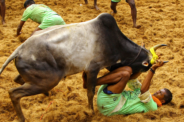 Madurai: The bull taming sport 'Jallikattu' underway at Alanganallur in Tamil Nadu's Madurai district on Jan 17, 2020. (Photo: IANS)