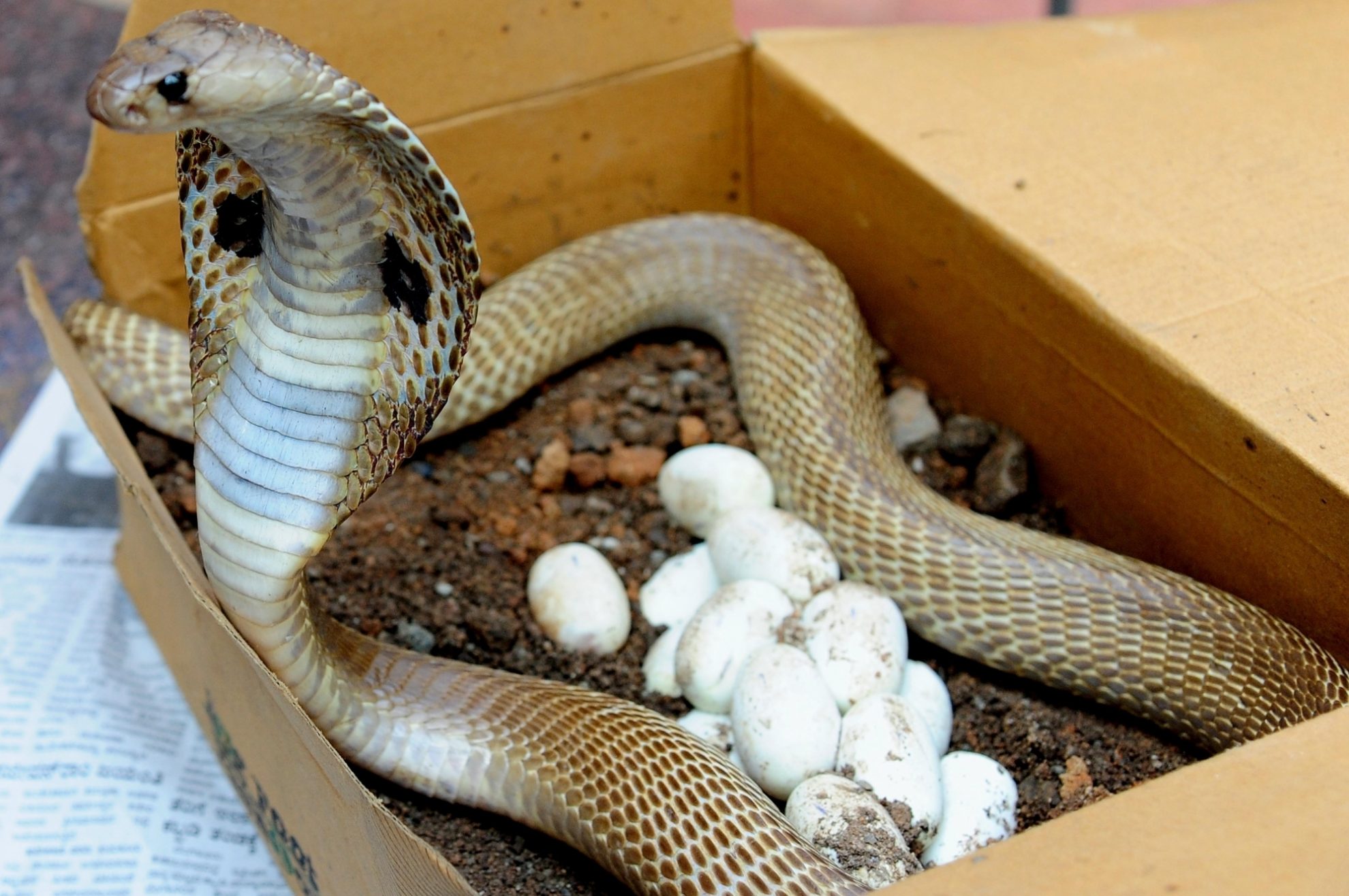 in-a-first-indian-cobra-venom-genes-decoded-the-samikhsya