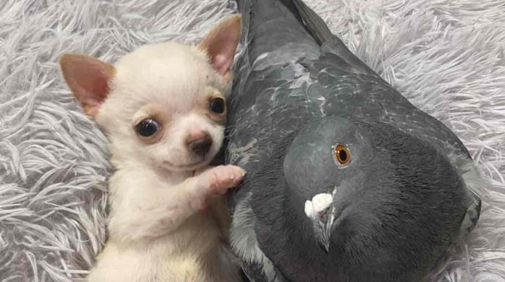 True friendship: A flightless pigeon and puppy who can't walk