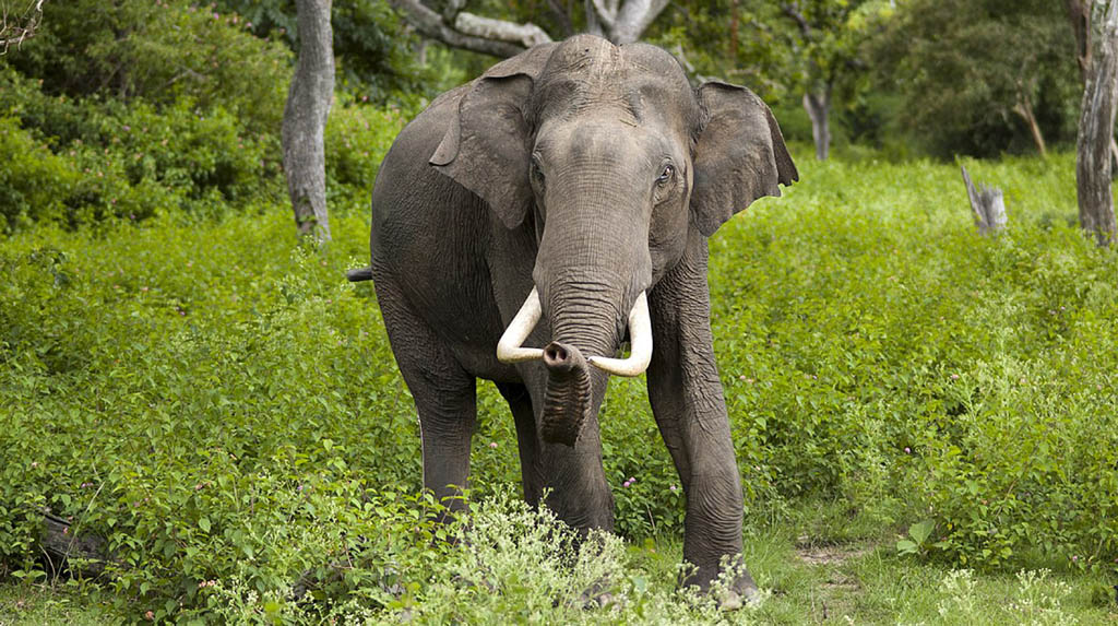 246 elephants died in Odisha in 3 years: Minister