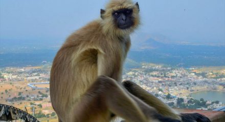 Five langurs deployed for Trump's security in Agra