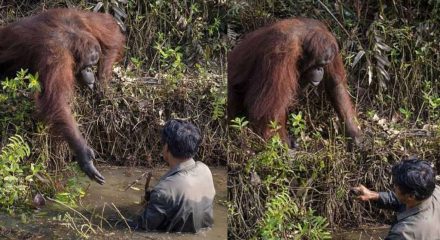 Symbiosis: Photo of orangutan offering help to man goes viral