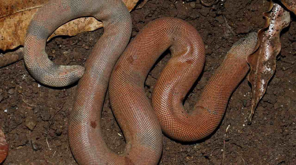 3 red sand boa snakes worth Rs 2 cr rescued in UP