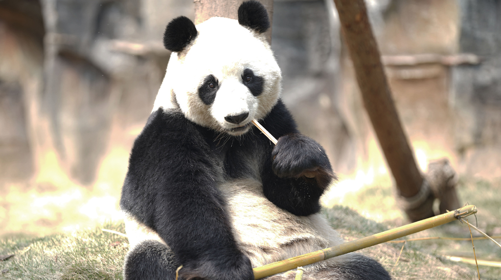 (200313) -- WUHAN, March 13, 2020 (Xinhua) -- A panda rests at Wuhan Zoo in Wuhan, central China's Hubei Province, March 13, 2020. Wuhan Zoo was closed on Jan. 22 after the novel coronavirus outbreak. Dozens of employees in the zoo have been sticking to their posts with feeding and disinfection work for nearly a thousand animals here. (Str/Xinhua)