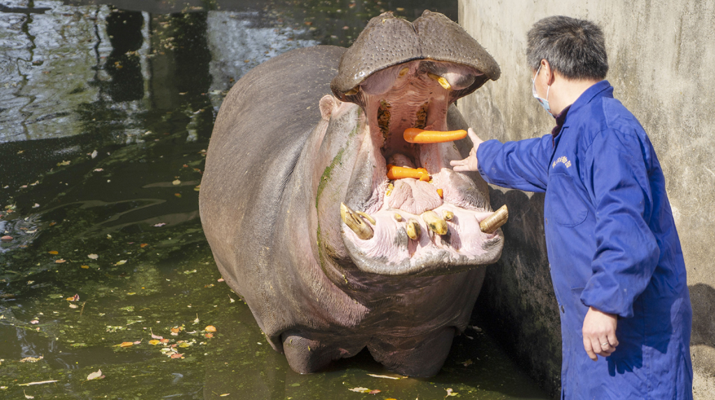 (200313) -- WUHAN, March 13, 2020 (Xinhua) -- A breeder feeds a hippo at Wuhan Zoo in Wuhan, central China's Hubei Province, March 13, 2020. Wuhan Zoo was closed on Jan. 22 after the novel coronavirus outbreak. Dozens of employees in the zoo have been sticking to their posts with feeding and disinfection work for nearly a thousand animals here. (Xinhua/Cai Yang)
