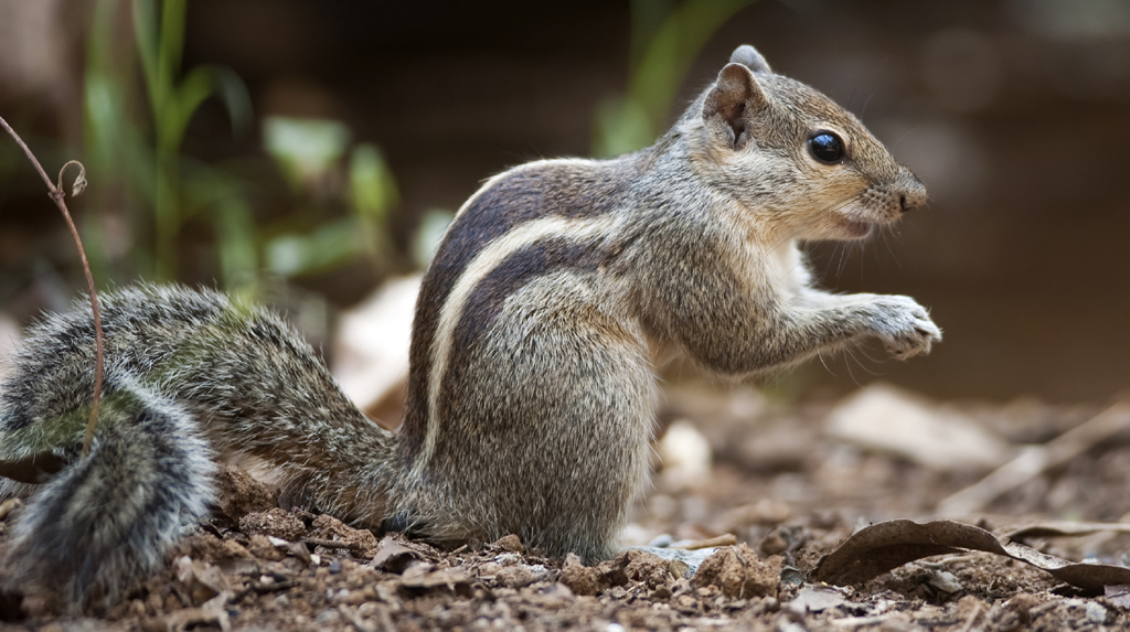 Heart touching: Squirrel fights cobra to save babies, wins hearts