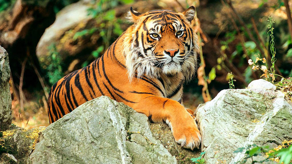 India leads in tiger conservation - Tiger Census Report released