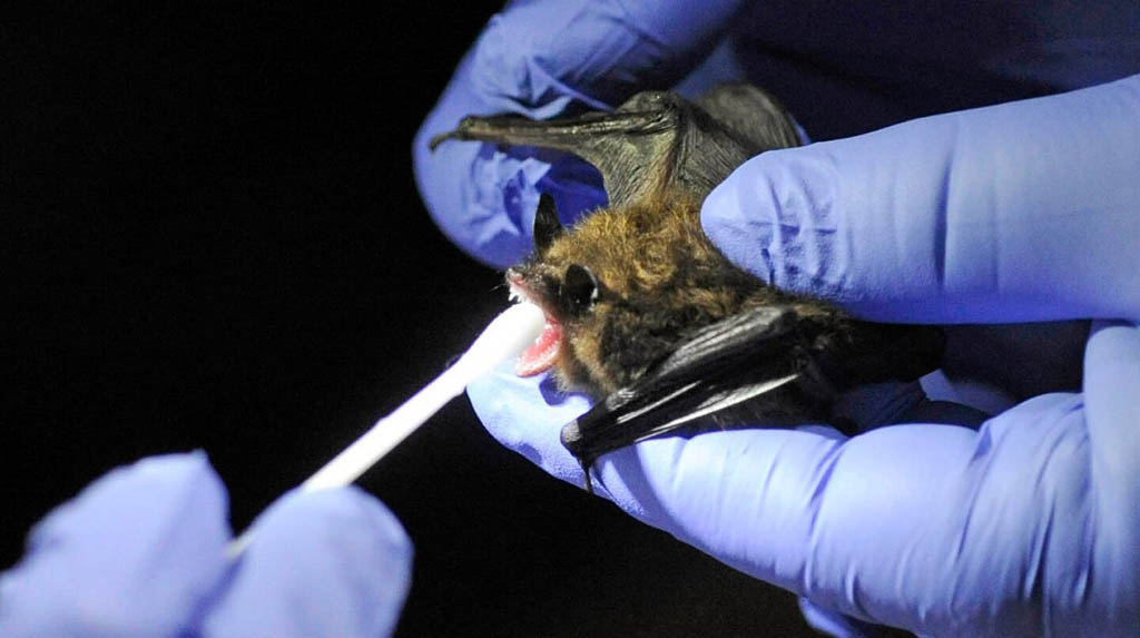 52 bats drop dead in 60 mins, scare UP town