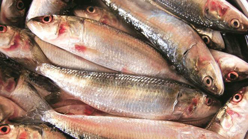 UP govt begins home delivery of fish