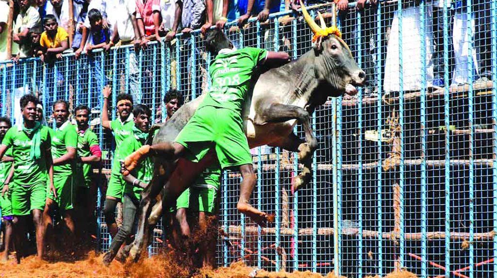 Animals rights group offers reward for info on 'jallikattu' bull's death