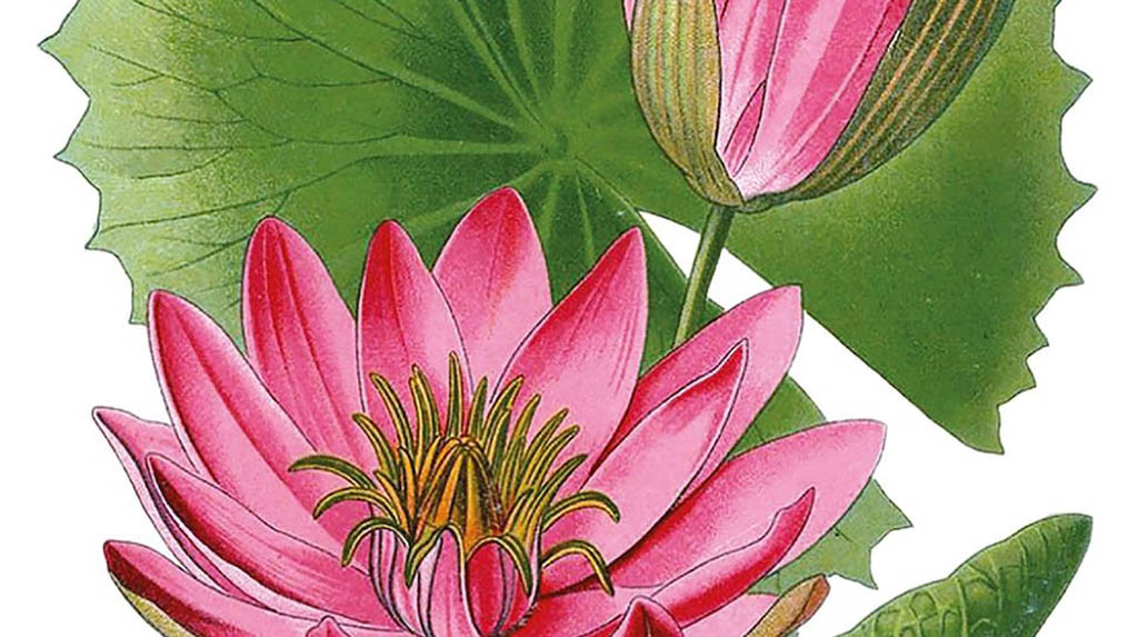 Botanical miniatures go on view in e-exhibition