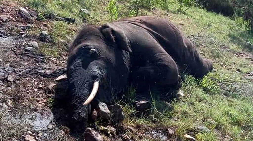 Bengaluru: The carcass of an elephant that was found dead at the Bandipur tiger reserve after it was killed by a tiger, near Lokkere, in Karnataka's Bandipur on Sep 19, 2020. (Photo: IANS)
