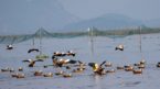 Over 10 lakh migratory birds flock to Chilika lake this winter