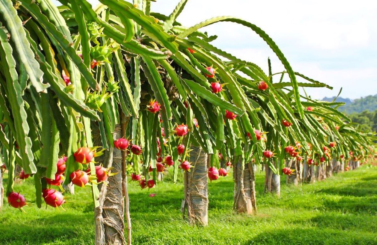 dragon-fruit-benefits-5-amazing-health-benefits-of-this-bright-pink-fruit