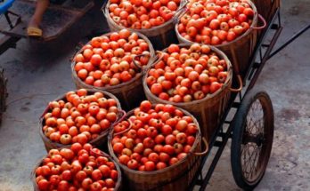 Tomatoes Crisis
