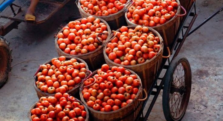 Tomatoes Crisis