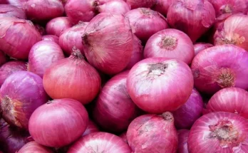 Onions Kg Rs 25: